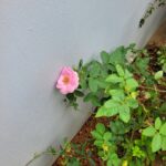 Neena Girish